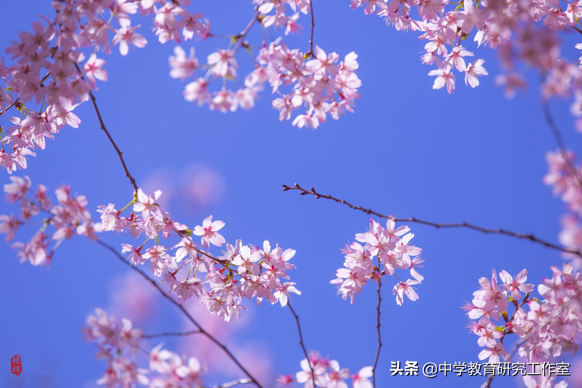 樱花飘零的诗句（古人赞美樱花的诗句）