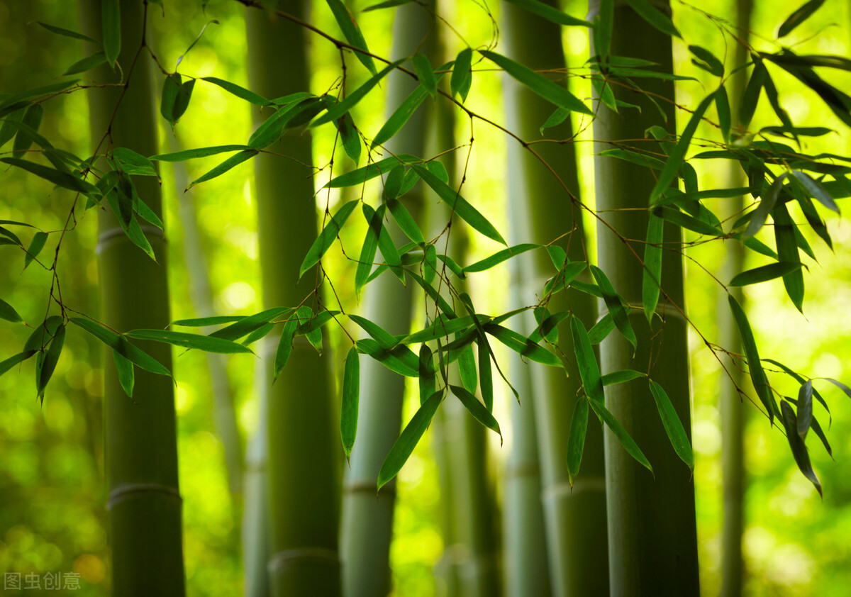 赞美教师的诗句和名言（古代赞美老师的诗句欣赏）
