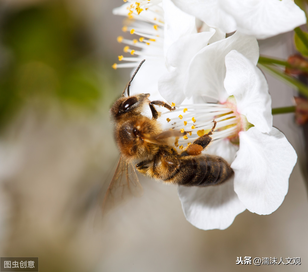赞美蜜蜂勤劳的句子有哪些（赞美蜜蜂的3首著名古诗）