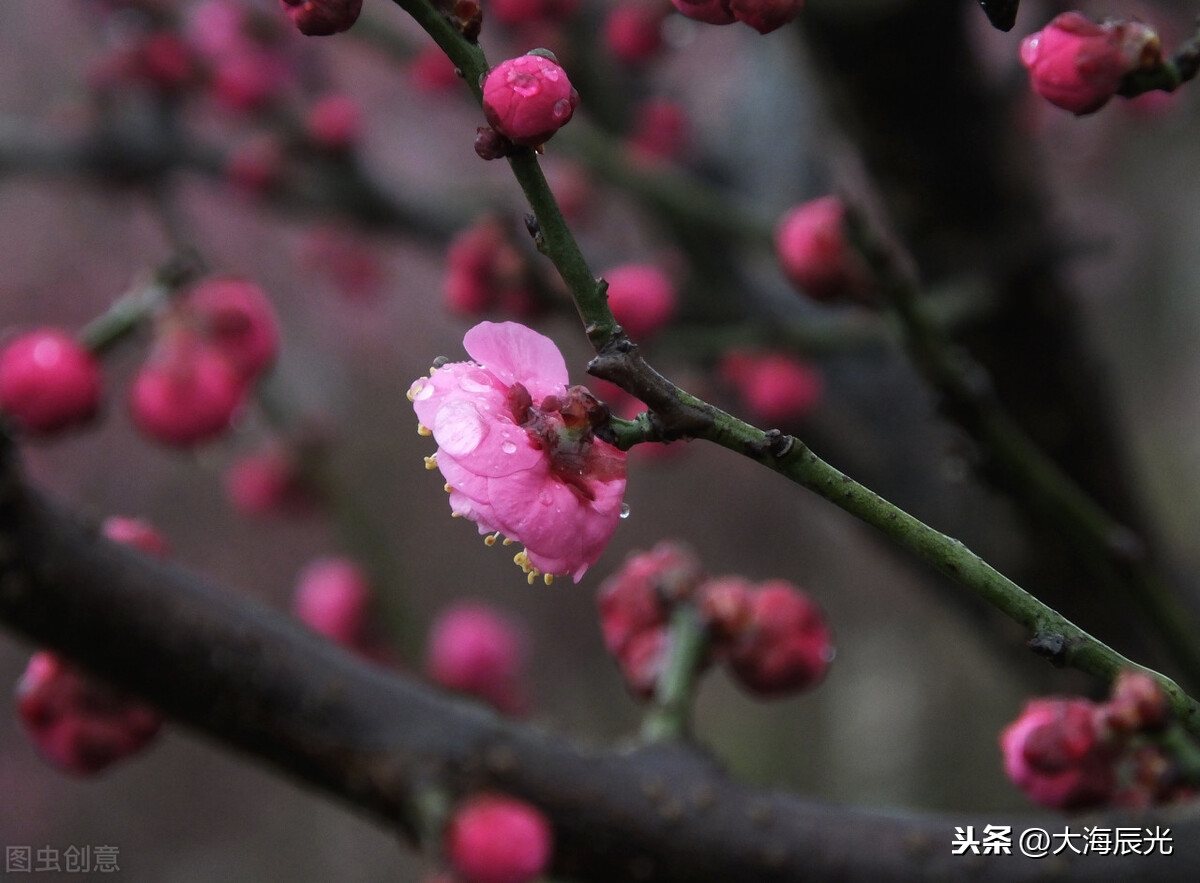 描写春天雨后美景的句子（初春雨后的唯美说说）
