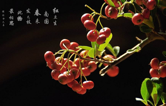 情人节花语短句（情人花的花语及寓意）
