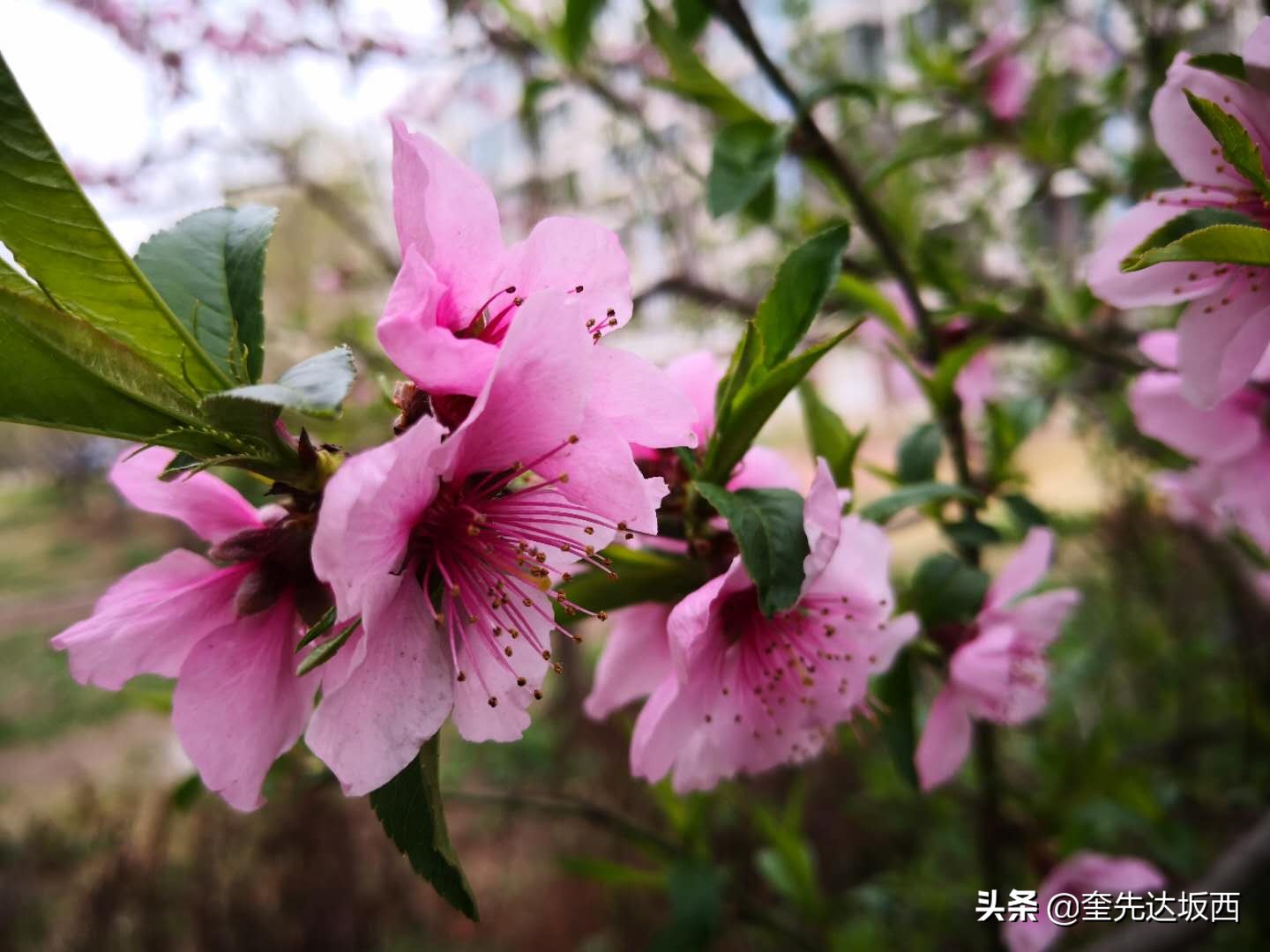 桃花现代诗歌作者（关于桃花的诗歌自创）