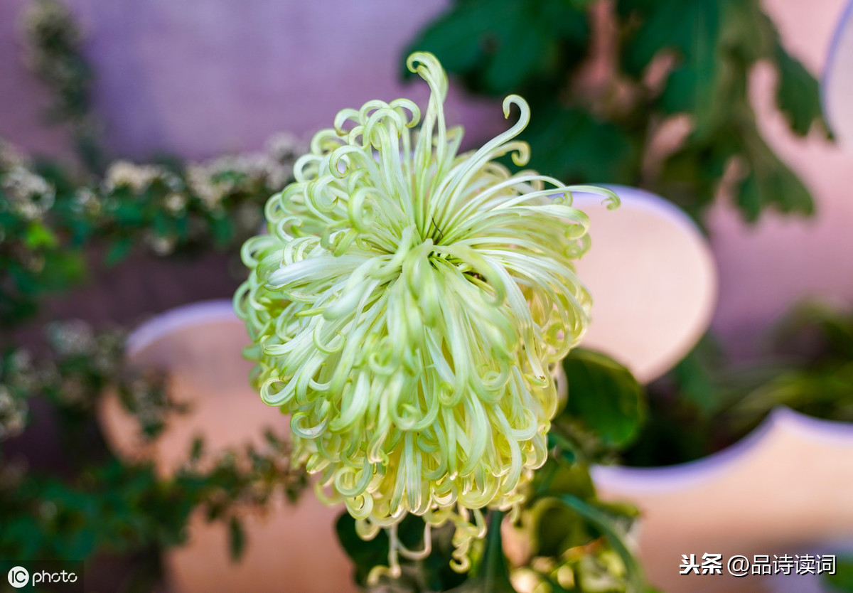 菊花这首诗的志向（赞美菊花的古诗鉴赏）