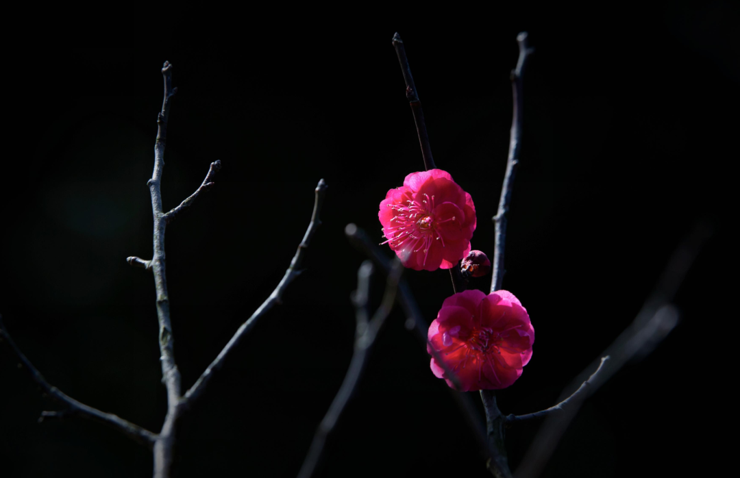 关于梅花的诗句古诗大全（赞美梅花的经典诗句）