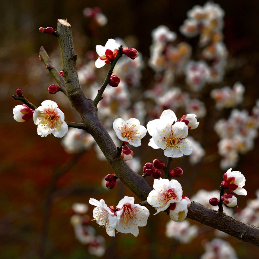 梅花的品质和精神（两首梅花的古诗解析）
