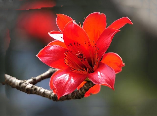 最经典的写木棉花的诗（赞美红棉的诗句大全）
