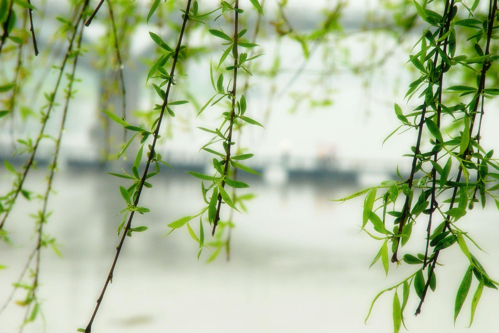 小学生优秀文章摘抄（优秀作文范文赏析）