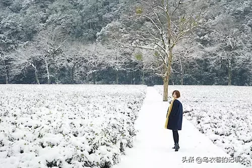 艾青的诗歌有哪些（欣赏十首诗歌）
