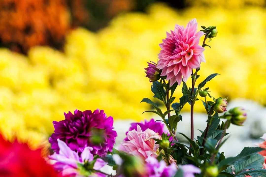 重阳节诗词句大全（重阳节的有关诗句）