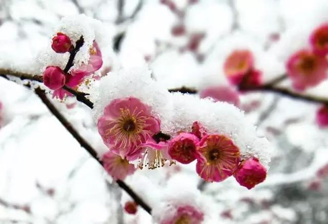 古诗咏梅有哪些(关于赞美梅花的十首古诗)