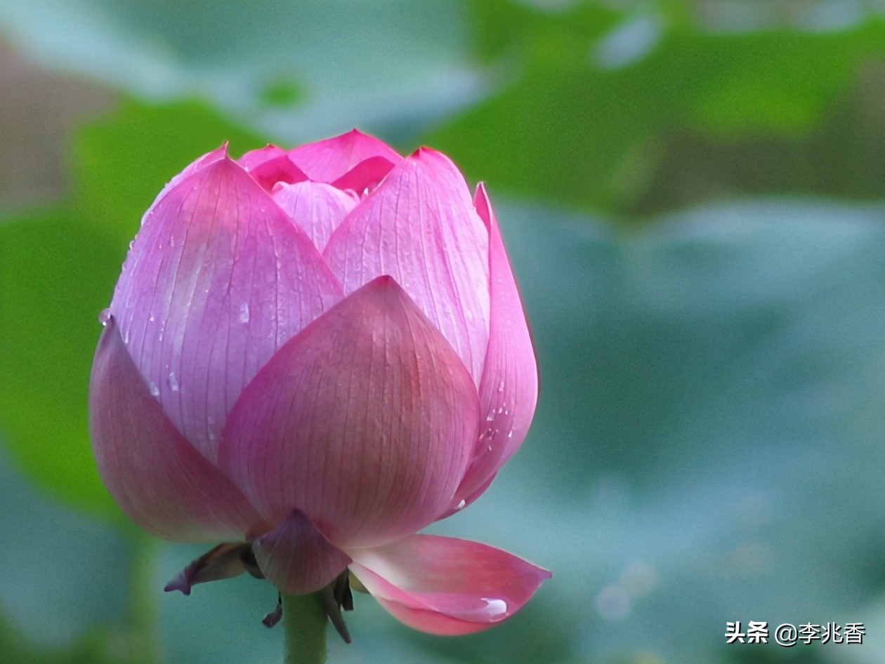 关于祝福好运的句子（愿一切顺利的唯美句子）