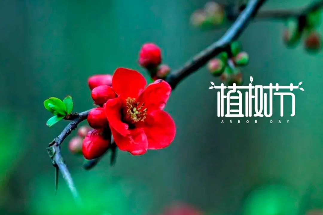 植树节的诗歌简短（关于植树节的佳句）