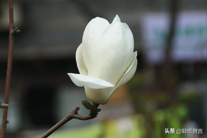 玉兰花诗句经典句子（玉兰花诗句大全）