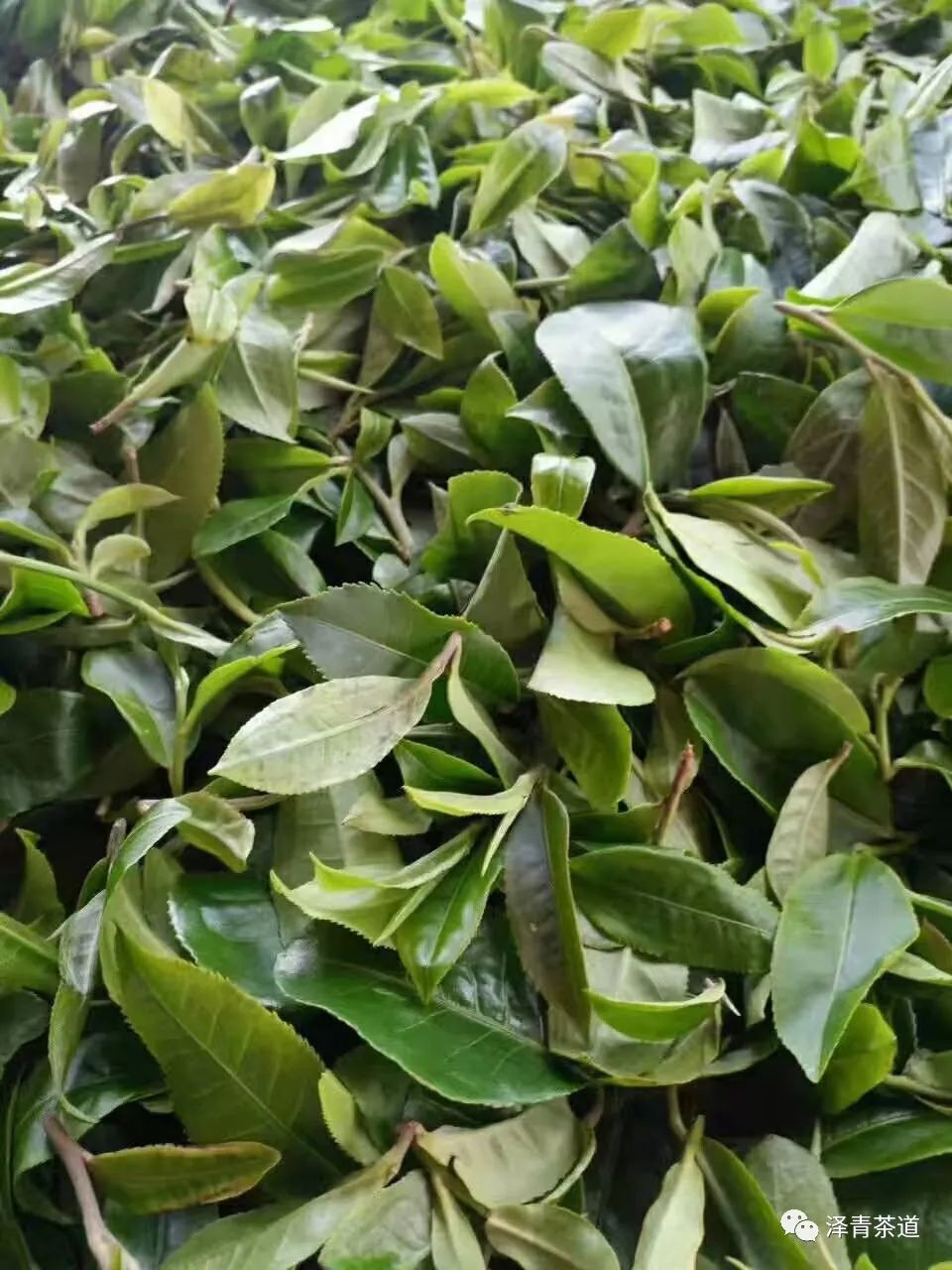 春茶的诗句唯美（三月春茶美好句子）