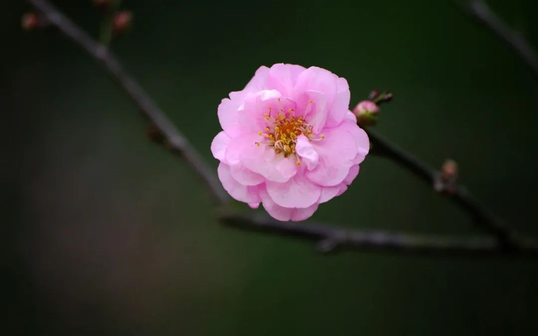 关于梅花古诗词（梅花古诗欣赏）