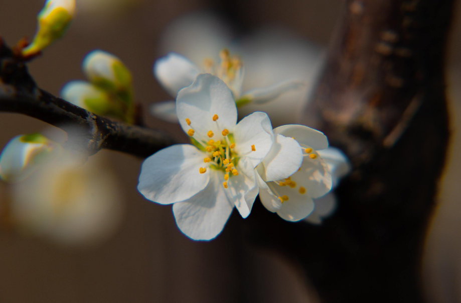 杏花的诗句古诗大全（带有杏花的古诗句）