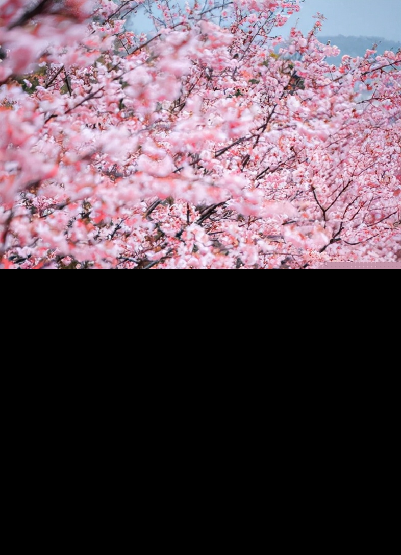 形容樱花的优美句子（适合发樱花的朋友圈）