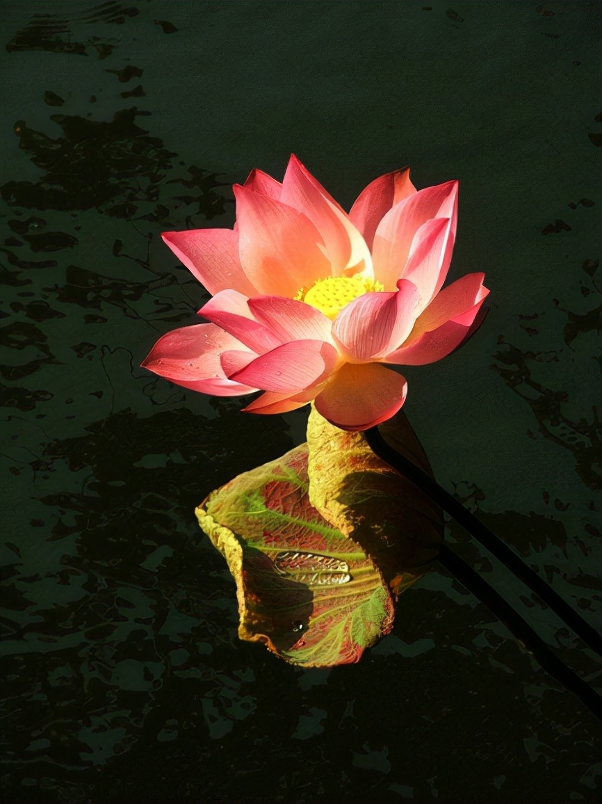 描写秋天荷花的诗句（赞美荷花的诗句）