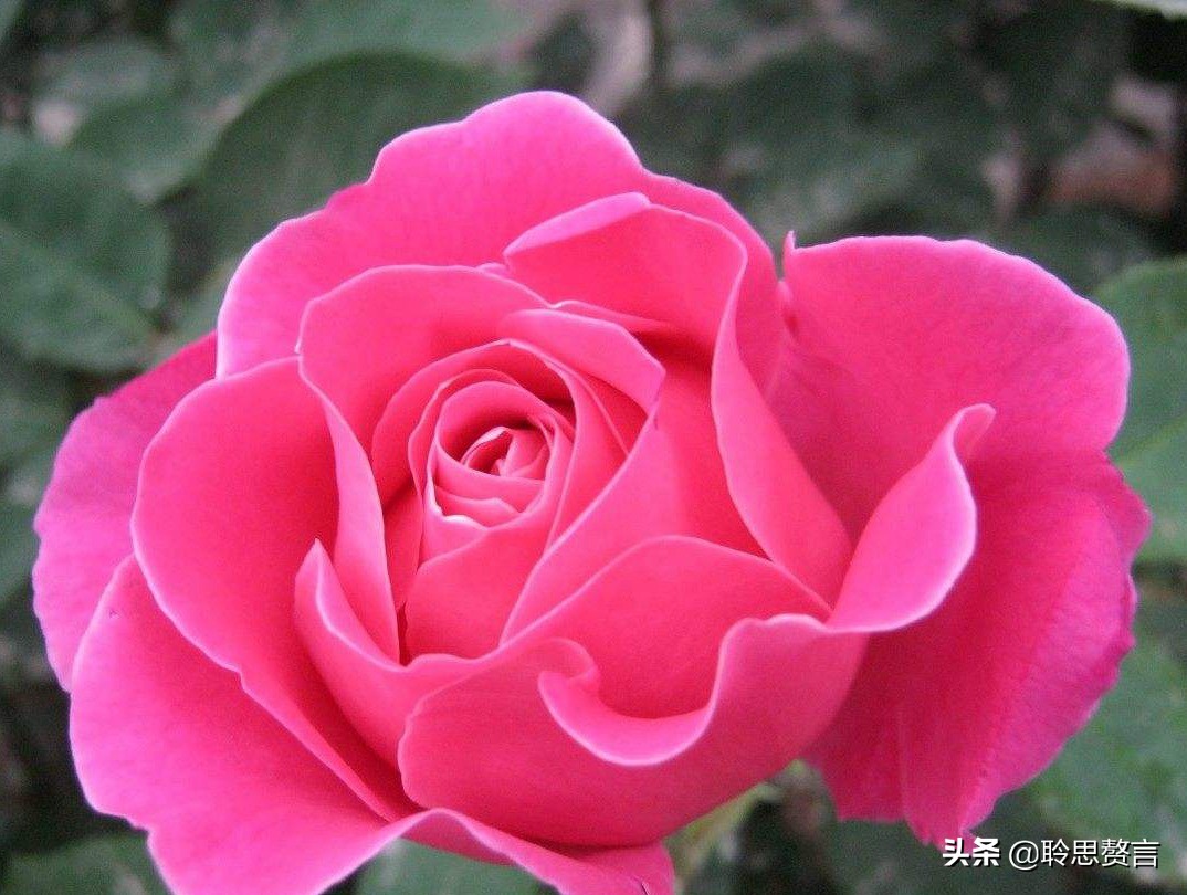 祝福生日的诗句经典语录（有关生日祝福的诗句古诗词）