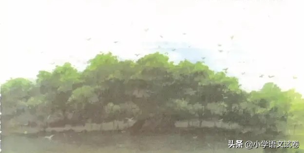 鸟的天堂课文解析（鸟的天堂好句赏析）