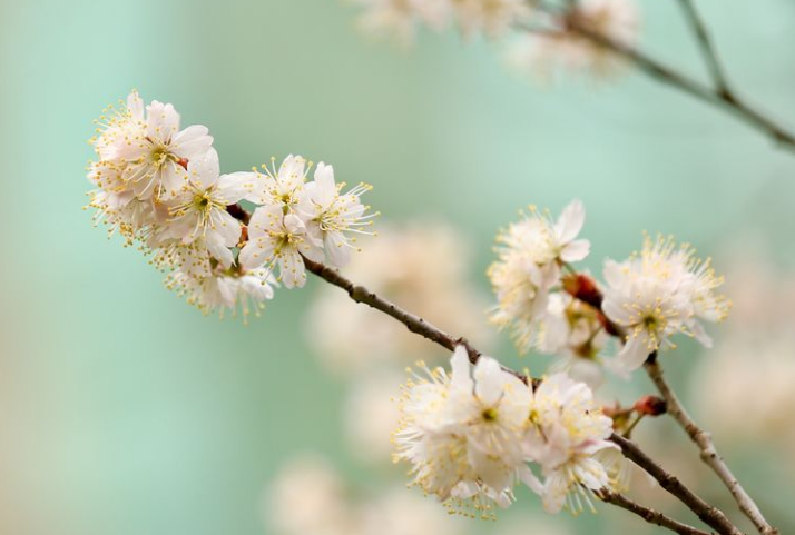 樱桃花的句子短句唯美（赞美樱桃花的诗句）