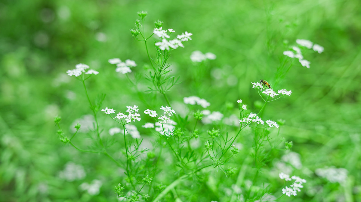 杂诗七首其一曹植朗读（杂诗七首全部古诗）