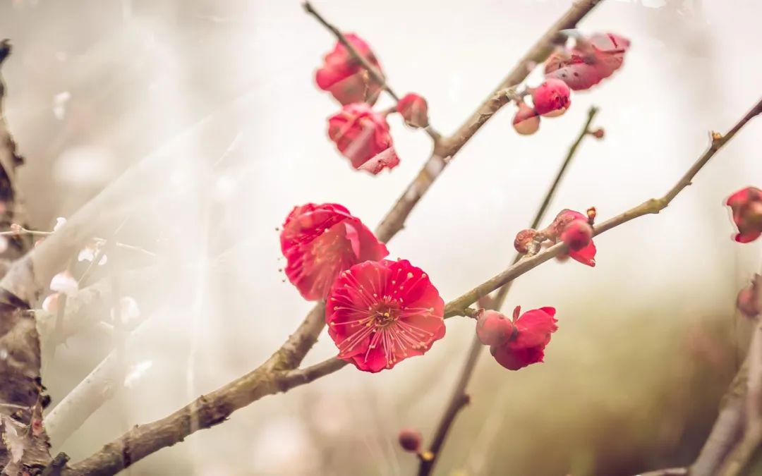梅花的诗句经典名句（赞美梅花的简短优美句子）