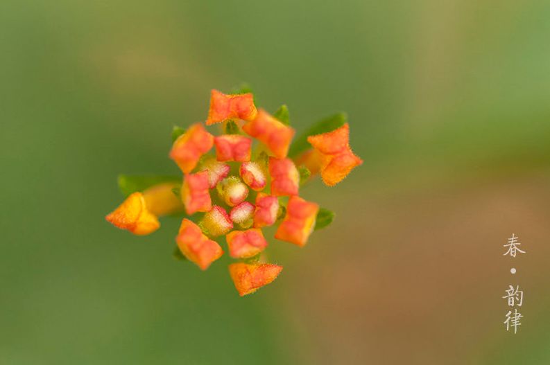 描写立春的唯美诗句（描写季节的优美句子）
