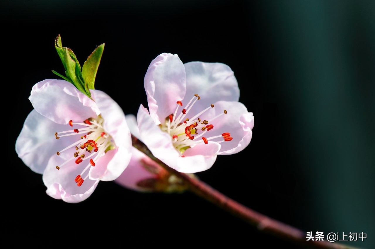 写桃花的作文100字以上（桃花满分作文范文）