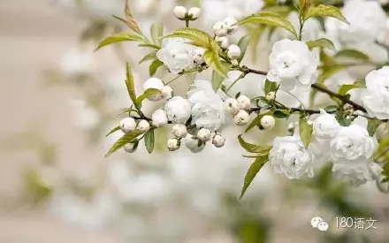徐志摩现代诗歌精选短篇（现代诗摘抄徐志摩短诗）
