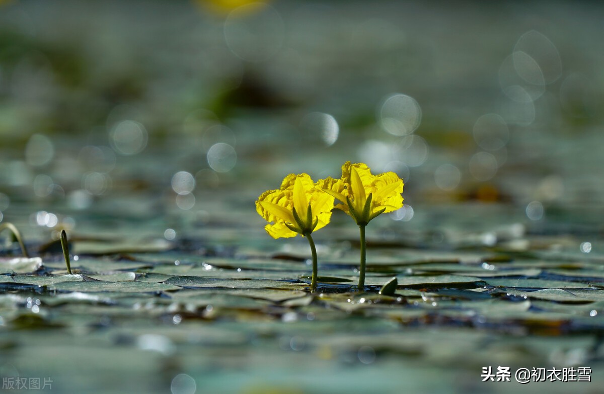 谷雨节气古诗大全（关于二十四节气谷雨的诗句 ）