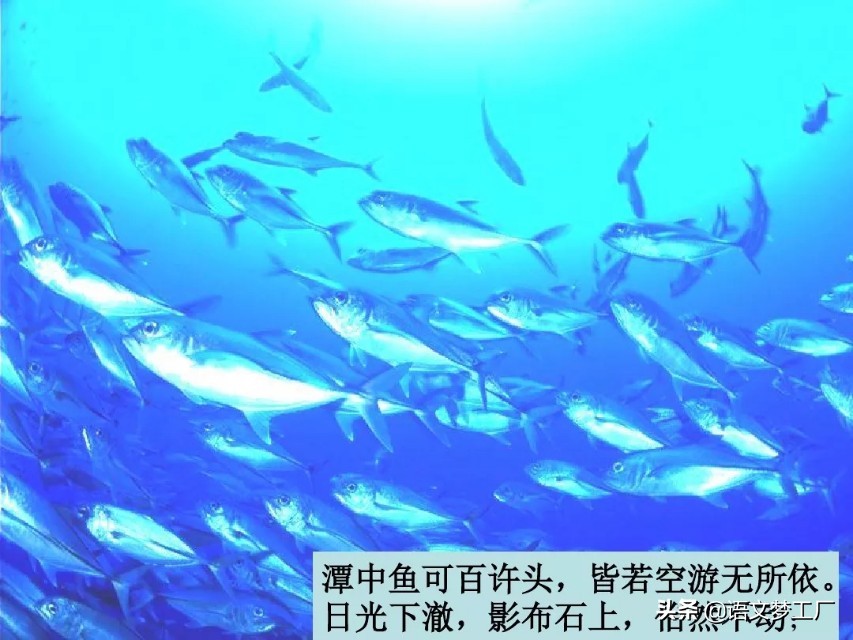 小石潭记表达了作者怎样的感情的句子（小石潭记全文解析）