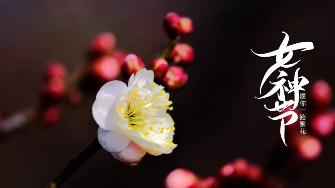 万种风情唯美句子（赞美女人妩媚迷人的句子）