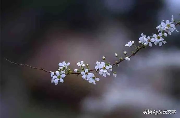 借景抒情的诗句赏析（古诗借景抒情的例子）