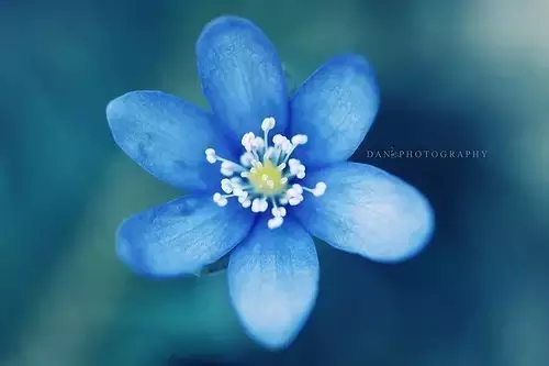 情人节三句情诗（最火的三句情诗）