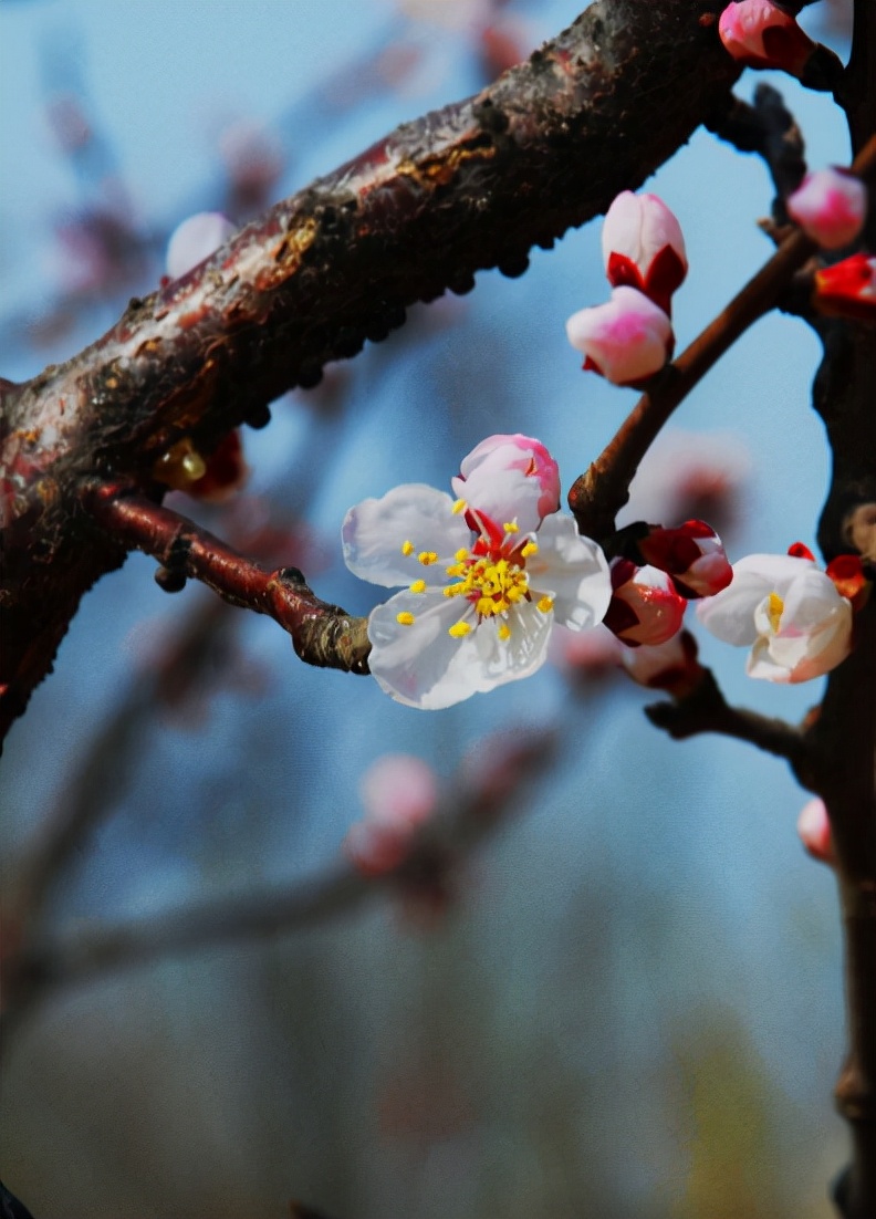 杏花的诗句古诗大全（带有杏花的古诗句）