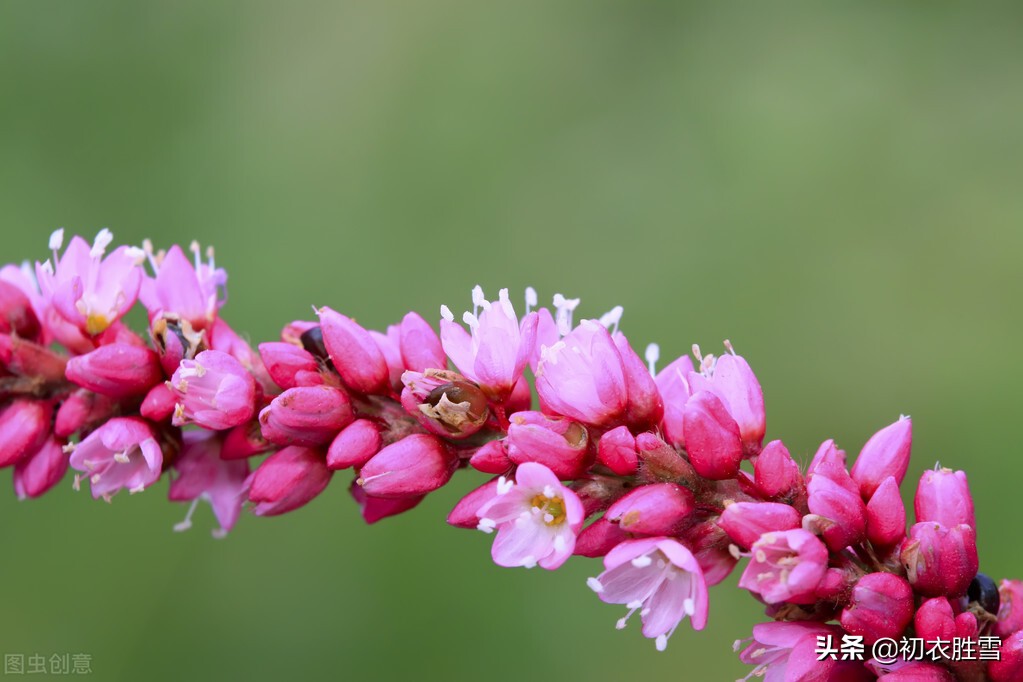 寒露的句子短句唯美（寒露节气唯美句子）