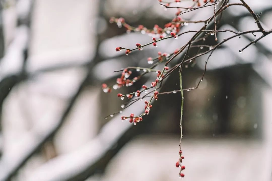 关于雪的古诗有哪些（描写雪的古诗名句）
