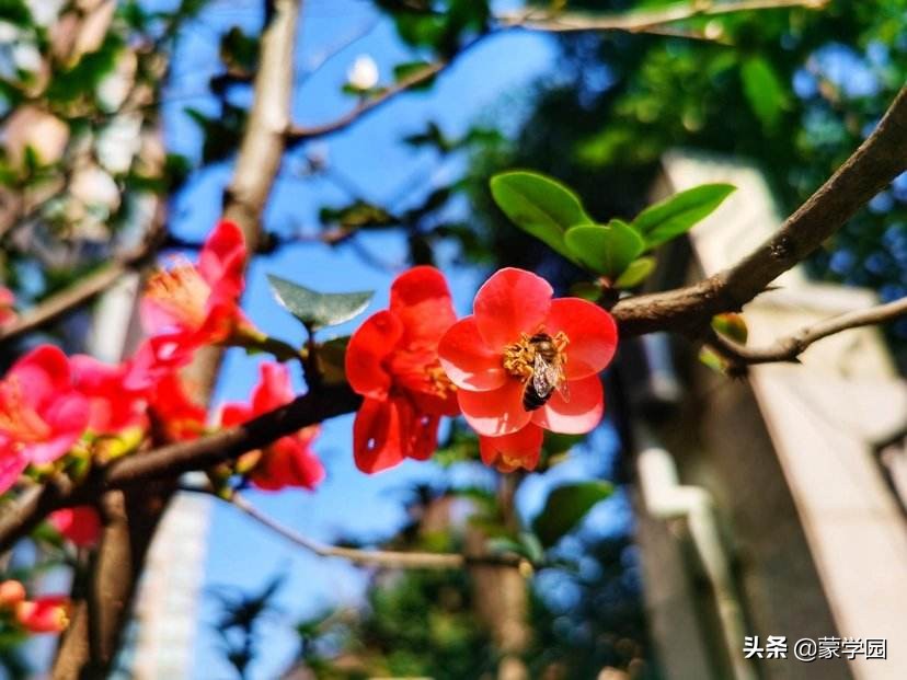 形容蓝天白云的成语有哪些（蓝天白云优美简短句子）