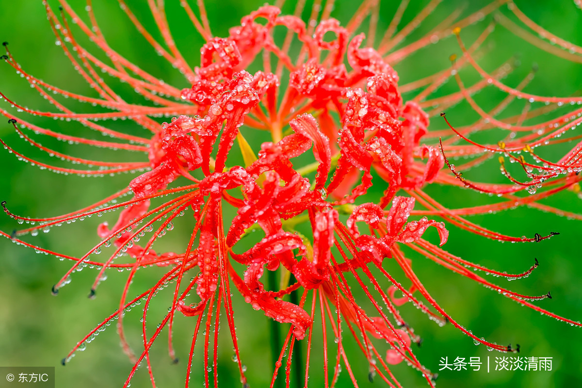 彼岸花诗词伤感（彼岸花的经典诗句）