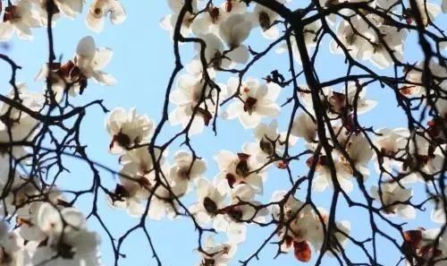 描写花朵的优美句子（关于花的优美句段摘抄）
