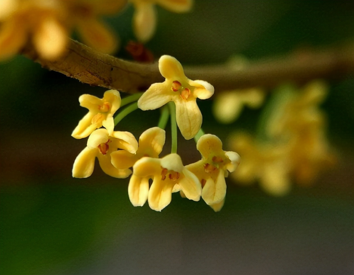 桂花香的句子唯美短句（桂花香的诗句经典名句）