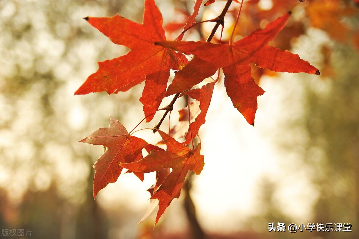 秋天的作文300字（写美丽的秋天作文赏析）