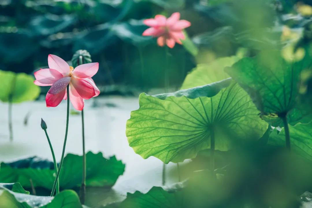 最伤感的情诗绝句（伤感情诗大全经典）