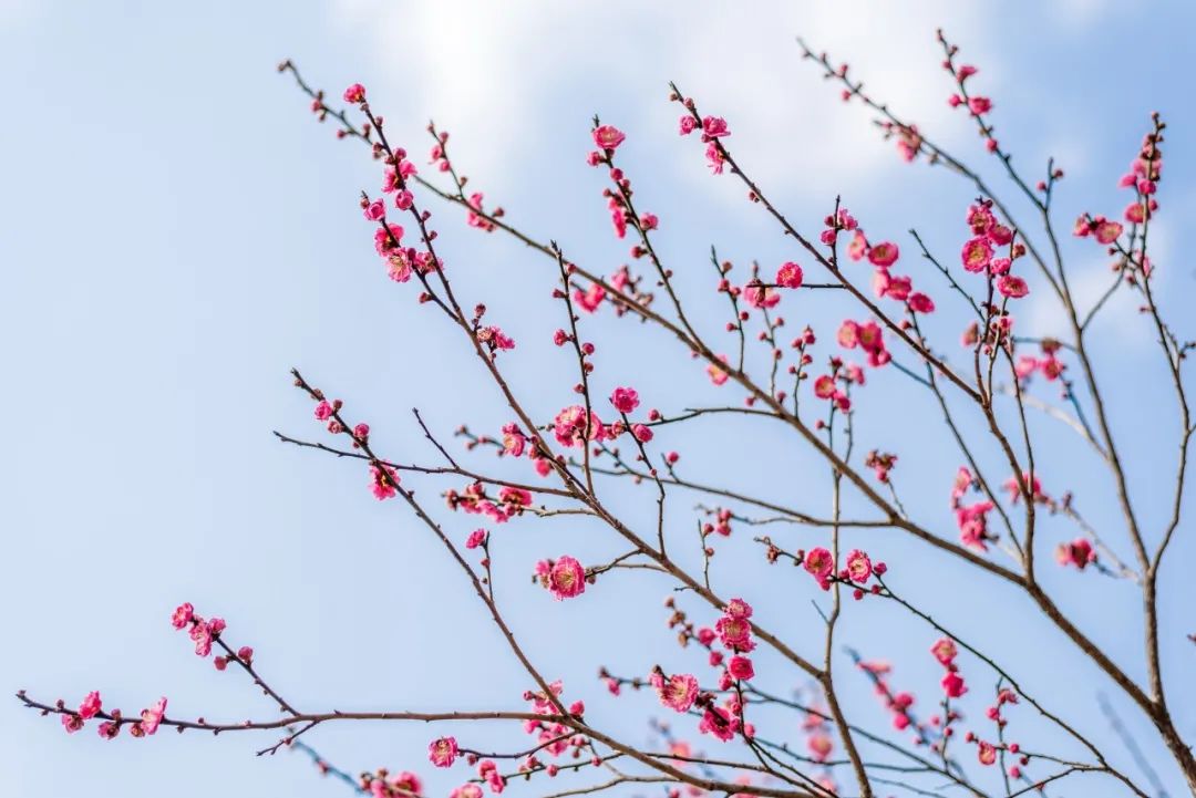 梅花诗句唯美句子（美人梅的优美诗句）