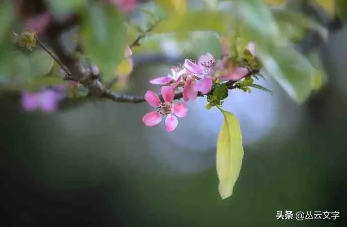 借景抒情的诗句赏析（古诗借景抒情的例子）