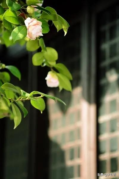 喜欢热闹也喜欢安静的句子（在喧闹中寻求安静的句子）