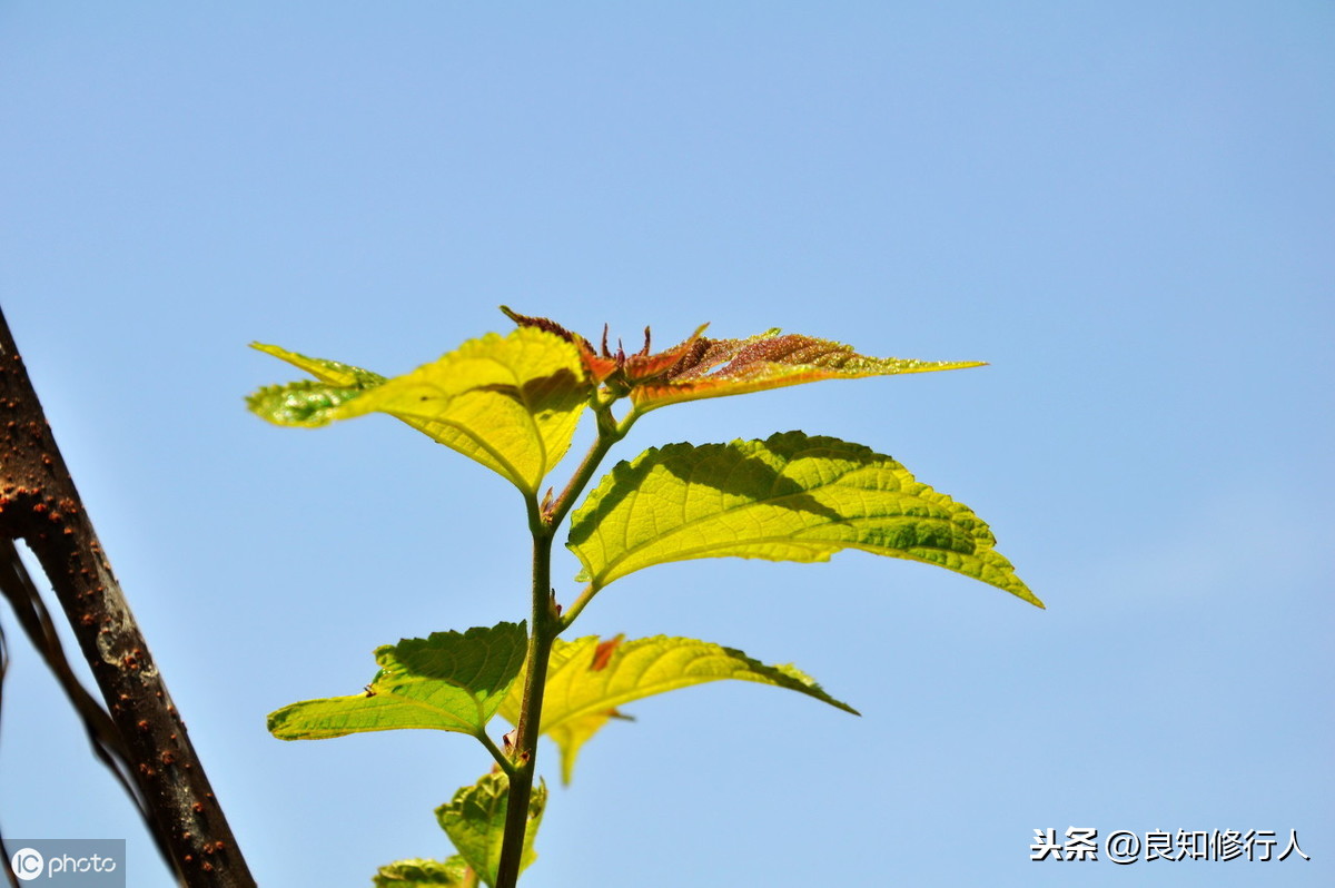 苏幕遮古诗翻译（苏幕遮古诗全文鉴赏）