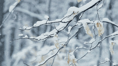 描写大雪纷飞的诗句（赞美大雪纷飞的比喻诗句）