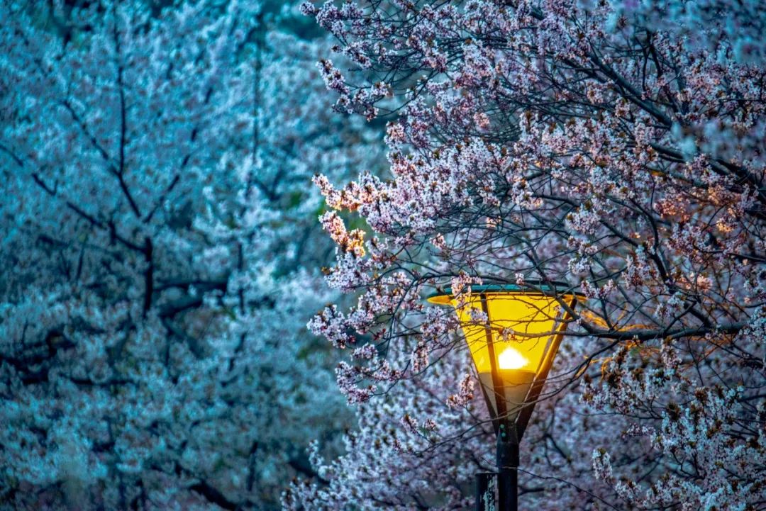 描写雪的浪漫诗句（雪的正能量励志句子）